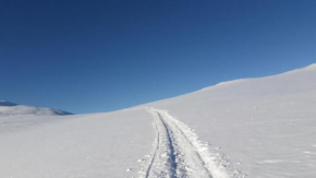 Moskusstuggu, Hjerkinn
